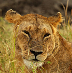 Lioness in the evening light, Masai Mara