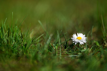 daisy flower in grass