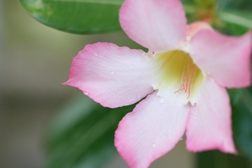 Fototapeta na wymiar Close up of Impala Lily, Pink Bignonia, Mock Azalea​ or​ Desert Rose​ with water drop.