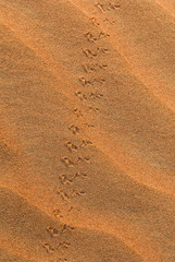 Traces d'insecte sur le sable du désert de Dubai