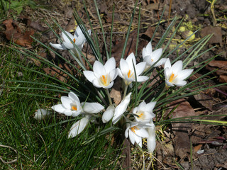 White crocuses on the flower bed