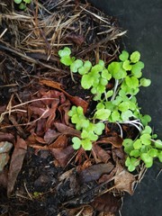 green plant growing in soil