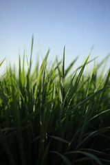 background nature green paddy field