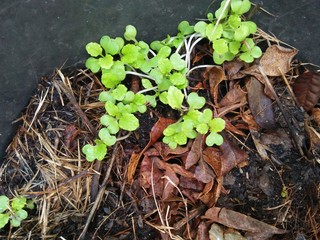 young plant in the ground