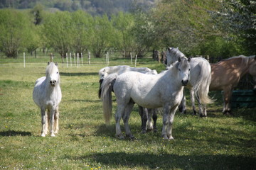 Fototapeta premium Grey playful thug horse ponies team