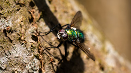 common green bottle fly