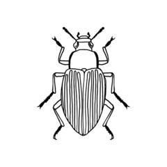 Outlined illustration hand-drawn beetle isolated on white background for children learning and colouring. Vector graphic.
