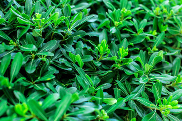 A green bush background