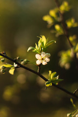 Cherry blossom branch in spring