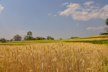 Barley fields on the golden-yellow farm are beautiful and awaiting seasonal harvesting. Food concept.	 