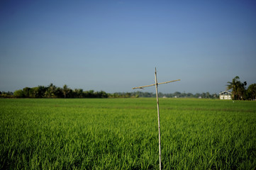 Fototapeta na wymiar background nature green paddy field
