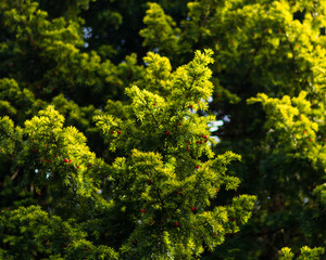 green and yellow tree with red berries