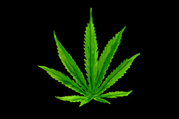 Marijuana leaf, cannabis, hemp. Hand drown illustration isolated on black background for tattoos, printing on T-shirts and other items