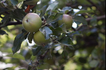 Cooking apples on tree