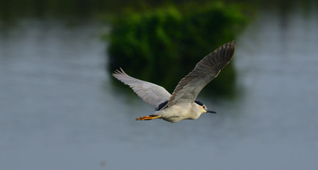 Bird In Flight