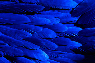Obraz premium Abstract blue feathers. Background for design.