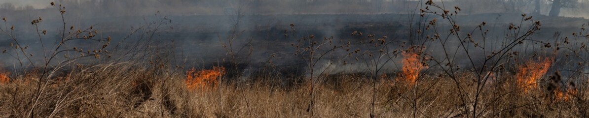 The dry grass in the field burns inflated by a strong wind. panorama