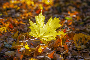 Background of colored wet autumnal maple leaves in a morning