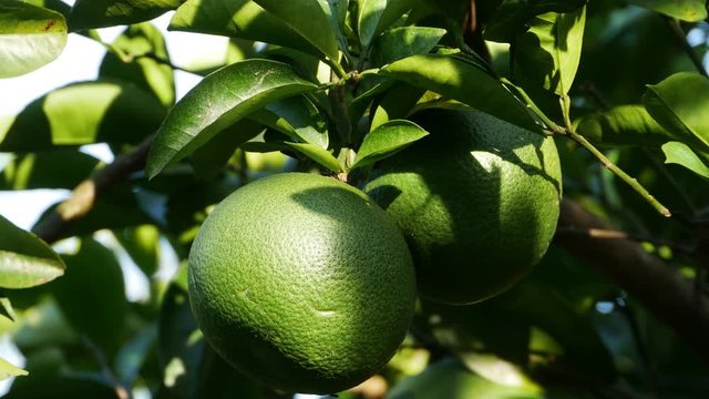 fruits of sweet Watson pomelo - Citrus natsudaidai - are in Japan. without sounds