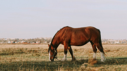 Horse in the early morning on the field