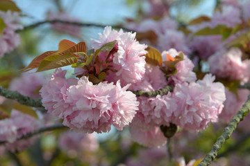 Fleurs de cerisier japonais