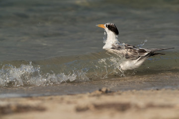 Greater Crested Tern juvenile facing the sea waves