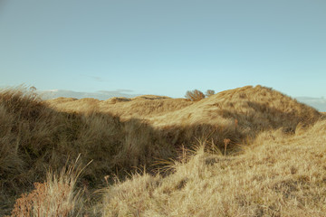 Obraz premium Dunes by the seaside