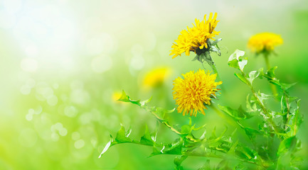 The field with yellow dandelions. Closeup of a green meadow. Spring in the mountains. Strong morning sun. Nature background.