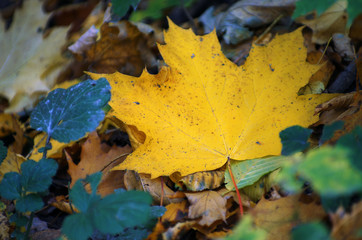 Background of colored wet autumnal maple leaves in a morning