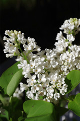 Close-up view with selected focus of the white blossoms of French lilac