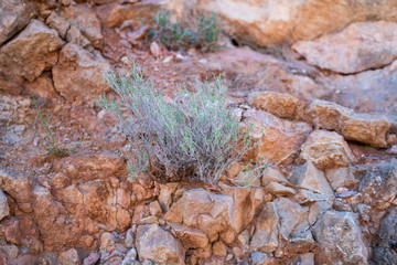 small thyme growing among the rocks