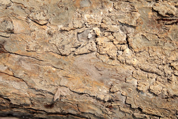 bark of a tree