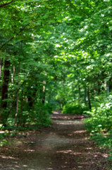 Forest trees. nature green wood sunlight backgrounds