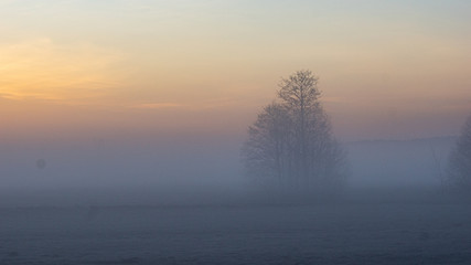 Fototapeta na wymiar Samotne drzewa we mgle 