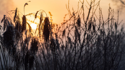 Wschód słońca z krzaków © Mateusz Czarniecki