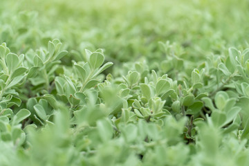 Close up and blurred of Barometer bush green leaves for nature background.