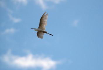 Little Egret flying
