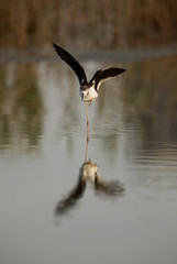 Black-winged Stilt in Bahair lake, Bahrain