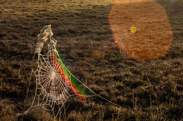 Pajęczyna na trzcinie © Mateusz Czarniecki