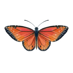 Butterfly isolated on a white background. Bright butterfly of red color. single for background, texture, pattern, greeting card