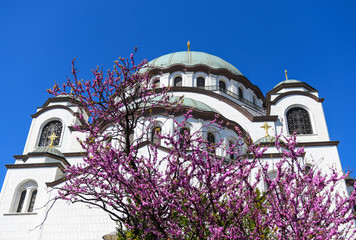 Temple of St. Sava in Belgrade, Serbia during spring time. Saint Sava temple