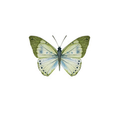 Butterfly isolated on a white background. watercolor painted butterfly on paper. single for background, texture, pattern, greeting card