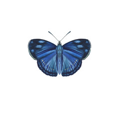 Butterfly of blue color isolated on a white background. watercolor painted butterfly on paper. single for background, texture, pattern, greeting card