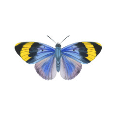 Turquoise color butterfly isolated on white background. Graceful watercolor painted butterfly on paper. single for background, texture, pattern, greeting card....