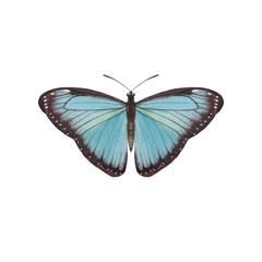 Turquoise color butterfly isolated on white background. Graceful watercolor painted butterfly on paper. single for background, texture, pattern, greeting card.