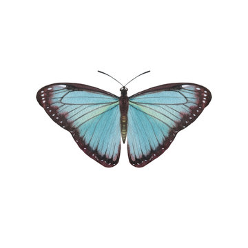 Turquoise color butterfly isolated on white background. Graceful watercolor painted butterfly on paper. single for background, texture, pattern, greeting card.