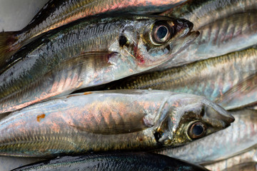 Fresh pompano seafood