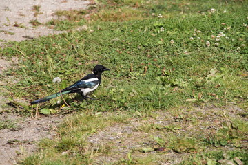 blackbird on the grass