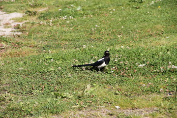 bird on the grass