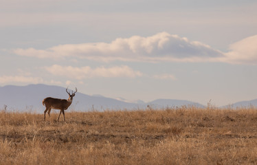 Whitetail deer Buck in Colorado in Autumn